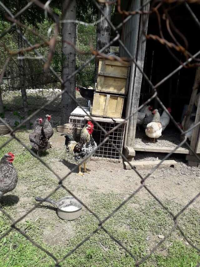 Отели типа «постель и завтрак» Etno Konak MB Колашин-42